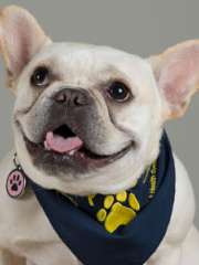 Coogee - French Bulldog
