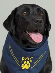 Delancey - Lab