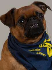 Shepzel
