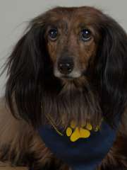 Tovah