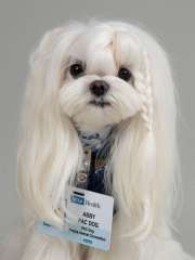 Abby - PAC Therapy Animal (People-Animal Connection)