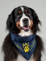 Diamond - Bernese Mountain Dog