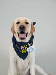 Dickens PAC Therapy Animal (People-Animal Connection)