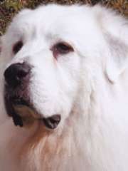 Bosley