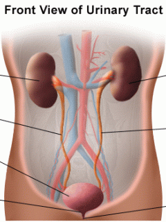 Urinary Tract
