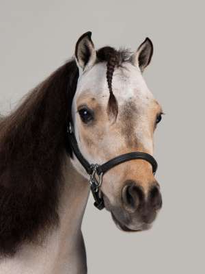 Penelope PAC Therapy Animal (People-Animal Connection) 