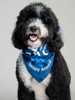 Queen Victoria PAC Therapy Animal (People-Animal Connection)