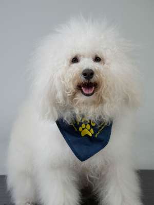 Gus PAC Therapy Animal (People-Animal Connection)