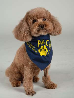 Lola-18 PAC Therapy Animal (People-Animal Connection)