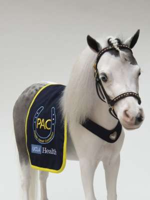 Blue Moon - Miniature Horse