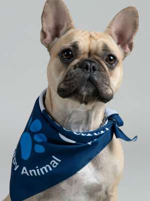 Bondi PAC Therapy Animal (People-Animal Connection)