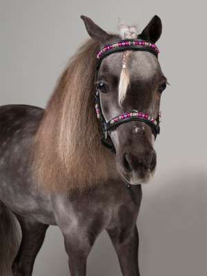 Willow People-Animal Connection (PAC)