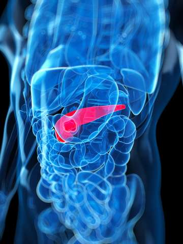 Pancreas illustration