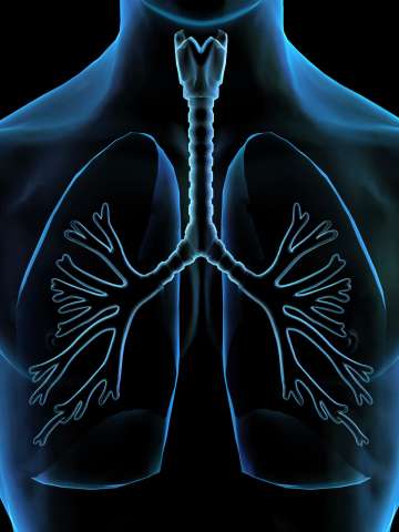Illustration of lungs