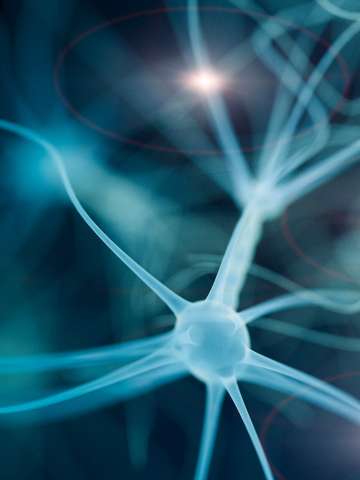 Magnified neuron