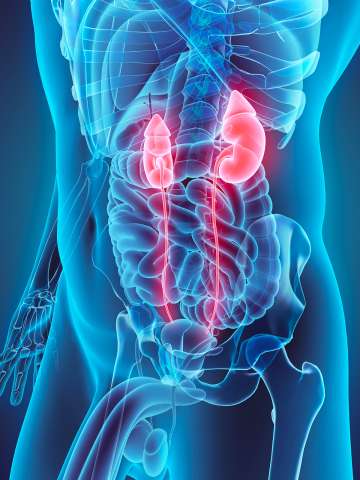 Illustration of kidneys