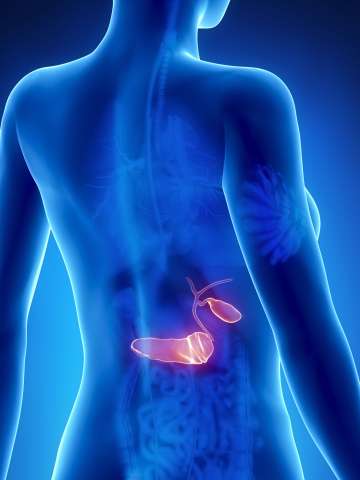 Female Pancreas anatomy x-ray posterior view