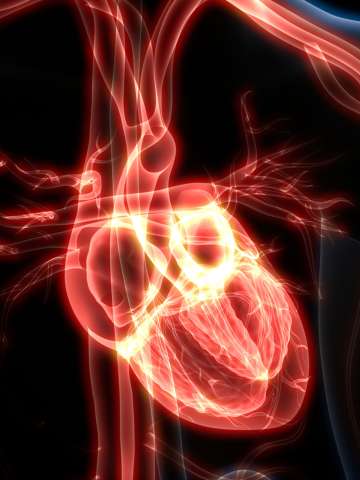 3D Illustration of Human Heart Anatomy