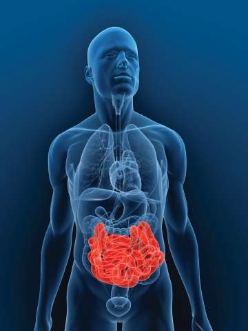 Illustration of Intestine
