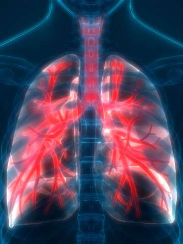 Lung Illustration