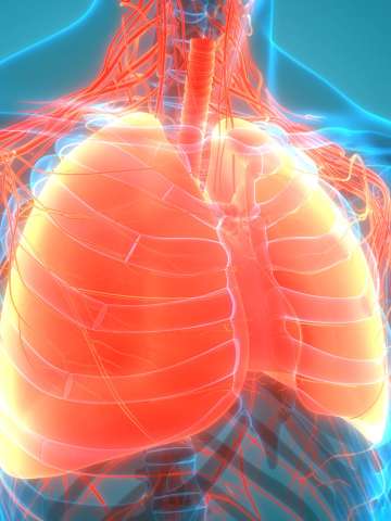 Lungs Illustration