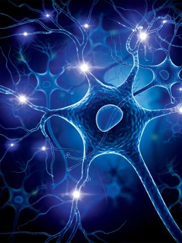 Nerve Illustration