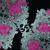 microscopic image of an embryonic mouse lung showing blood vessels (in white) and air sacs (in pink)