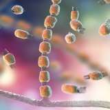 Valley Fever fungus