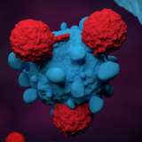 T cells attacking cancer cells