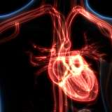3D image of the heart.