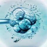 Embryo selection under microscope